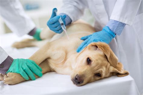 Injections for Dogs with Arthritis: Ultimate Guide to Relief