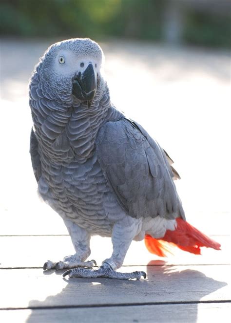 Loro gris o yaco | African grey parrot, Parrot, African grey