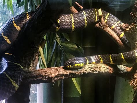 Mangrove snake at the zoo. Anybody have one? : r/snakes