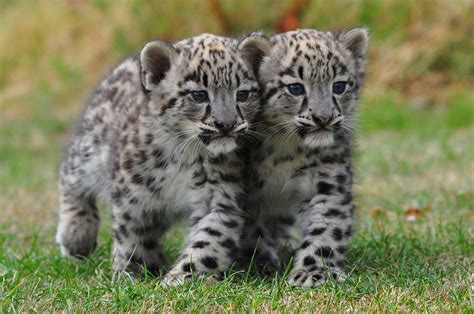 Snow Leopard Cubs | Wild cats, Snow leopard cub, Baby animals