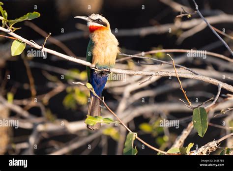 African Bee Eater Bird Sitting on a Twig at Okawango River, Namibia ...