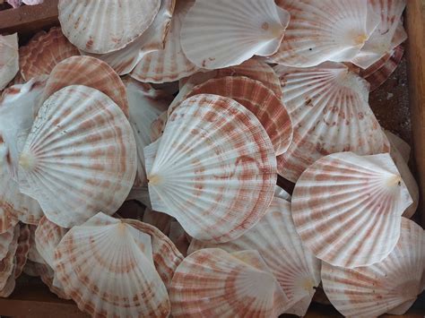 Scallop Shells Free Stock Photo - Public Domain Pictures