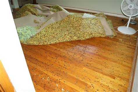 Black Mold Spots On Carpet - Carpet Vidalondon