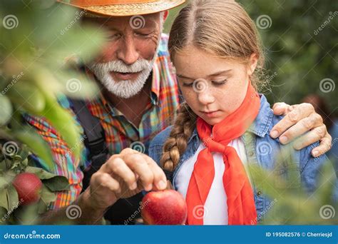 Grandfather with Granddaughter in Orchard Stock Photo - Image of check ...