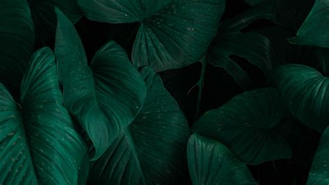 Closeup View Of Big Green Leaves Dark Background 4K HD Nature ...