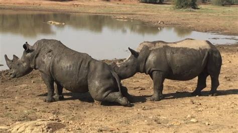 52 Mating rhino Stock Video Footage - 4K and HD Video Clips | Shutterstock