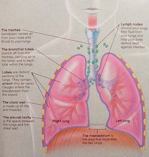 ALL ABOUT CANCER: CARCINOID LUNG TUMOR