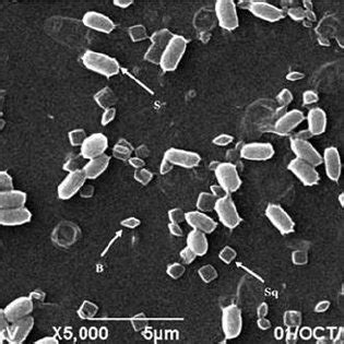 (PDF) Discovery and Description of Bacillus thuringiensis