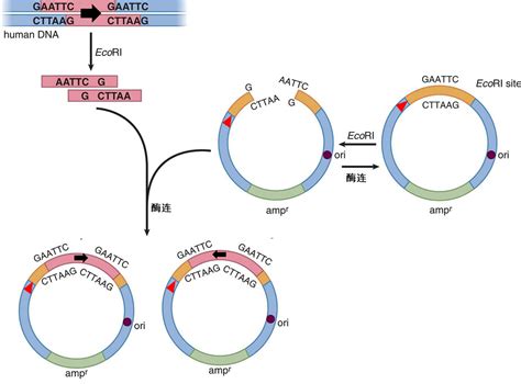 高中生物试题中引物及T-DNA的应用 - 知乎