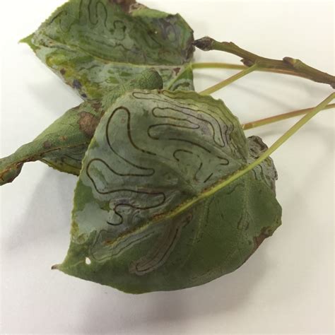 Leaf Miner | Stevens County | Washington State University