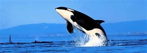 10 Amazing Facts About Killer Whales