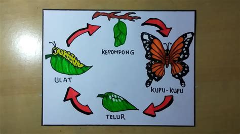 Detail Gambar Siklus Kehidupan Kupu Kupu Koleksi Nomer 7