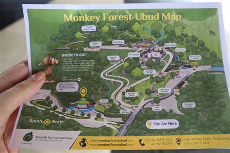 Is Ubud Monkey Forest SAFE? - Important info for tourists - Daily Travel Pill