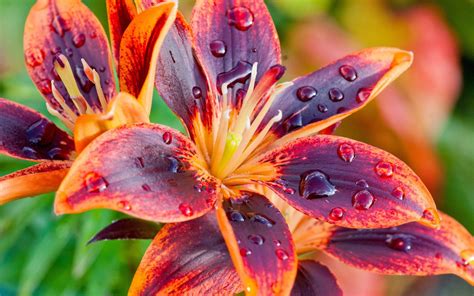 🔥 [50+] Lily Flower Wallpapers | WallpaperSafari