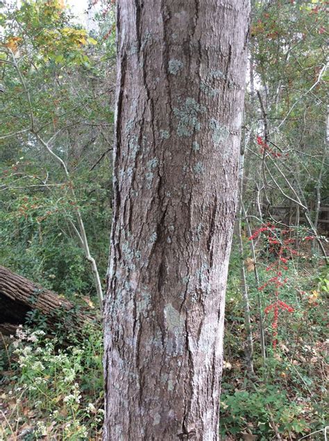 Red Maple bark | Tree roots, Tree, Tree trunk