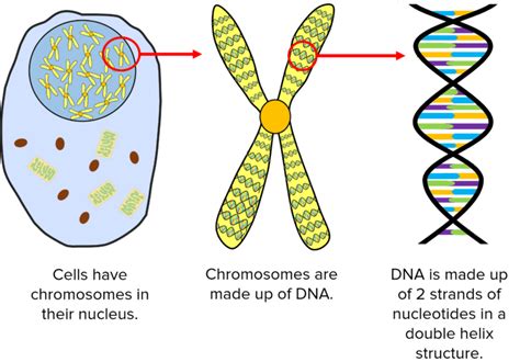 DNA Questions and Revision | MME