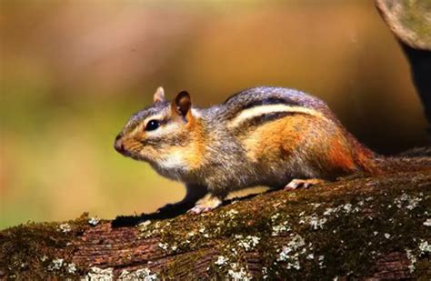 Chipmunk - Description, Habitat, Image, Diet, and Interesting Facts