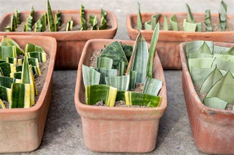 How To Take Your Own Snake Plant Cuttings The Correct Way! - Mental Scoop