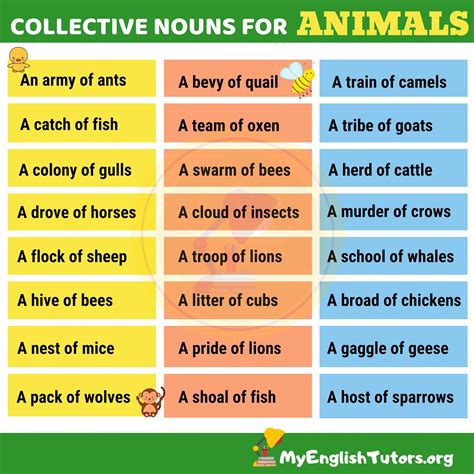 Collective Nouns For Animals Worksheet