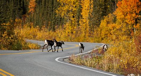 Caribou Autumn Migration in Alaska 2024 - Rove.me