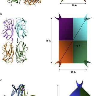 A. Concentration dependence of multivalent interactions. Intramolecular ...