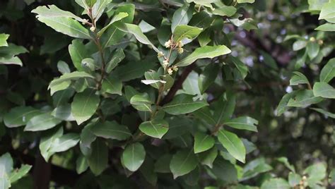 Laurel Leaves Stock Footage Video - Shutterstock