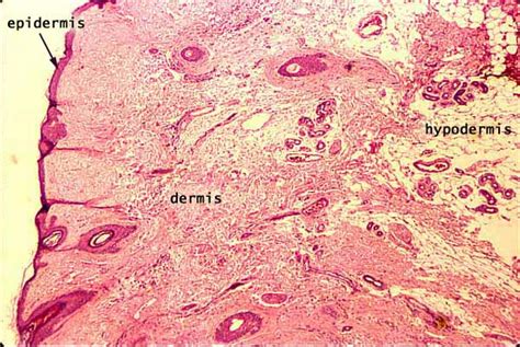 Hypodermis Histology