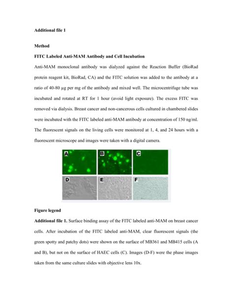 FITC Labeled Anti-MAM Antibody and Cell Incubation