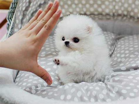 High Five♡ | Teacup puppies, Cute dogs, Pomeranian puppy teacup