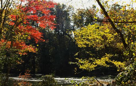 River Flowing Through Autumn Trees Free Stock Photo - Public Domain ...