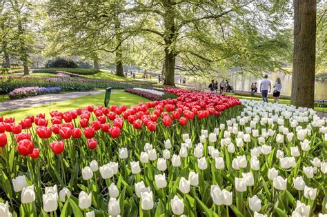 Keukenhof Holland: Öffnungszeiten 2025