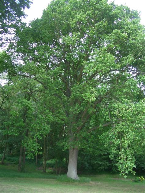 English Oak Tree - Quercus robur