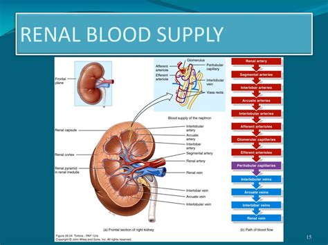 PPT - PLASMA CLEARANCE AND RENAL BLOOD FLOW PowerPoint Presentation, free download - ID:6694918