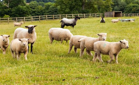 Project aims to progress Welsh sheep sector through genetic improvement ...