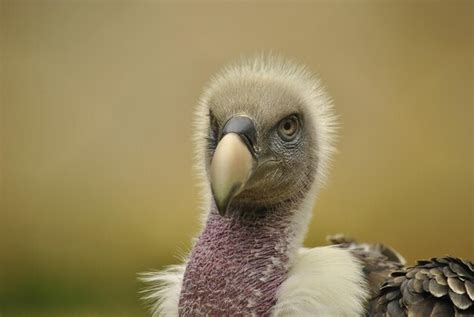 Premium Photo | Close-up of vulture