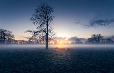 Wallpaper field, morning, fog, sunrise, dawn, London, England, Morden Hall Park images for ...