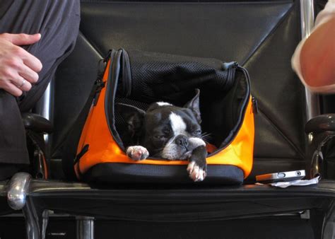 How to keep your pet safe on a flight