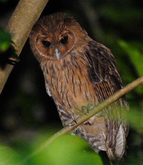 Jamaican Owl (Pseudoscops grammicus) - Picture 3 in Pseudoscops: grammicus | Owl, Owl pictures ...