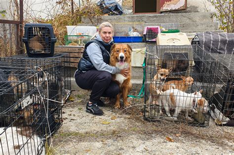 How volunteers risk their lives to rescue abandoned animals amid war