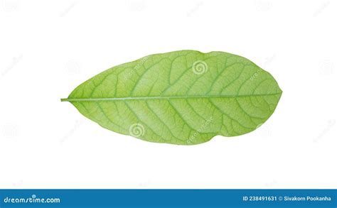 Single Leaf Isolated on White Background for Illustration or Other ...