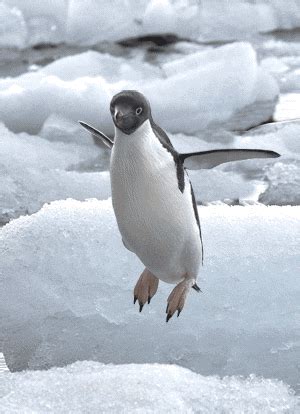 Flying Penguin GIFs - Get the best GIF on GIPHY