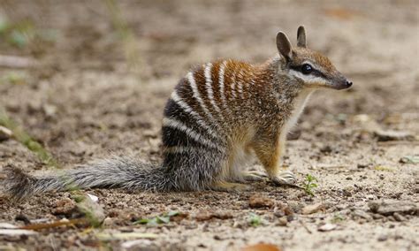 Australia's 7 cutest marsupials and where to find them | Wanderlust