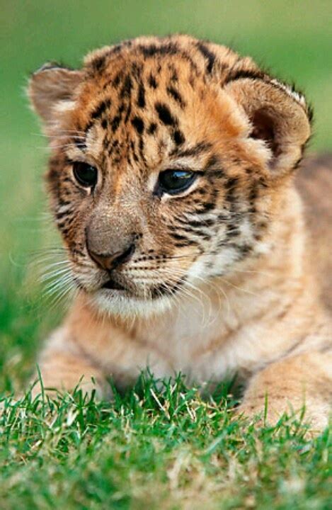 baby ligers | Weird animals, Animals beautiful, Cute animals