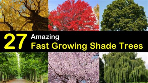 27 Amazing Fast Growing Shade Trees