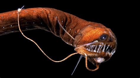 The Dragonfish is a deep sea dweller https://featuredcreature.com/wp ...