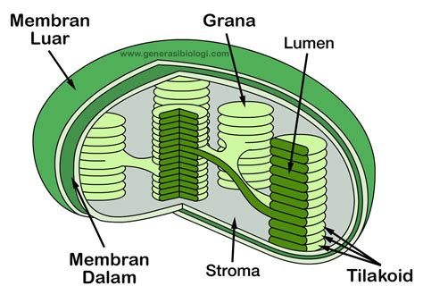 Proses Fotosintesis dan Cara Mudah Menghafalkannya - Generasi Biologi