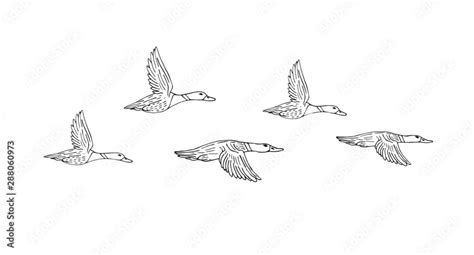 Vector hand drawn sketch flock of flying duck isolated on white ...