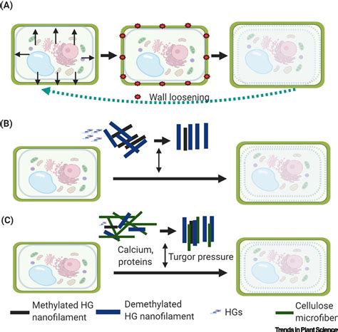 Pectin Drives Cell Wall Morphogenesis without Turgor Pressure: Trends in Plant Science