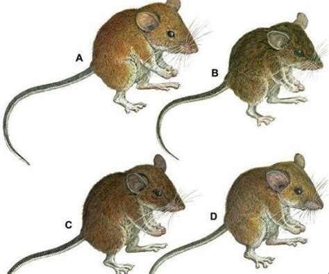 Seven new mice species found in Philippines