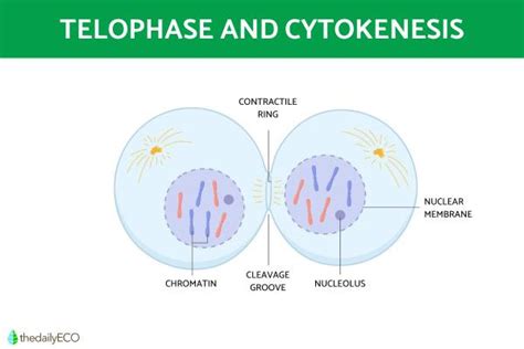 Cytokinesis Diagram